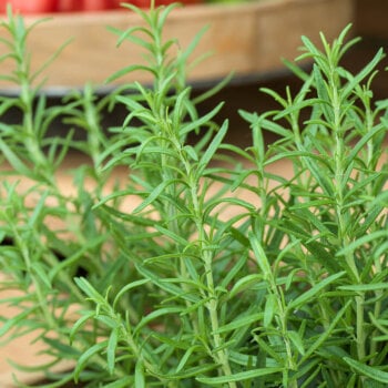 Heirloom Rosemary Seeds