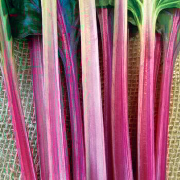 Rhubarb Seeds