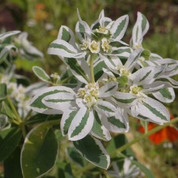 Euphorbia