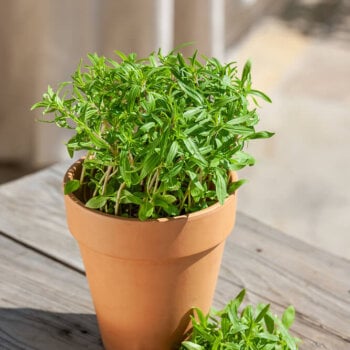 Heirloom Summer Savory Seeds