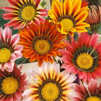 Gazania
