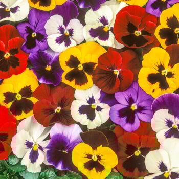 Pansy
