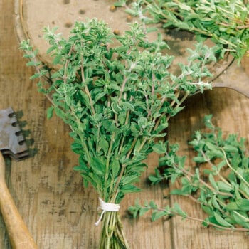 Herb Seeds