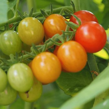 Sweetie Organic Tomato Seeds 4205