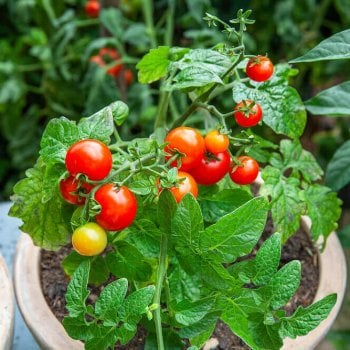 Tiny Tim Cherry Tomato Seeds 2355