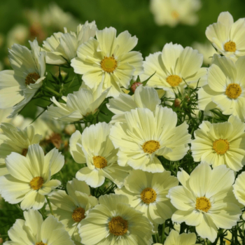 Xanthos Soft Yellow Cosmos Seeds 5170