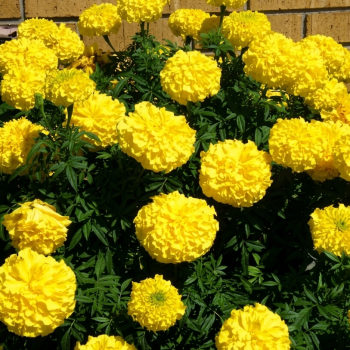 Yellow Treasure Marigold Seeds 5645