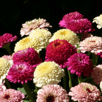 Zinderella Mixed Hybrid Zinnia Seeds 6310