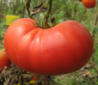 Beefsteak Organic Tomato Seeds 4198
