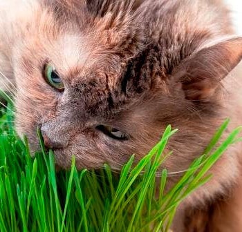 Cat Grass