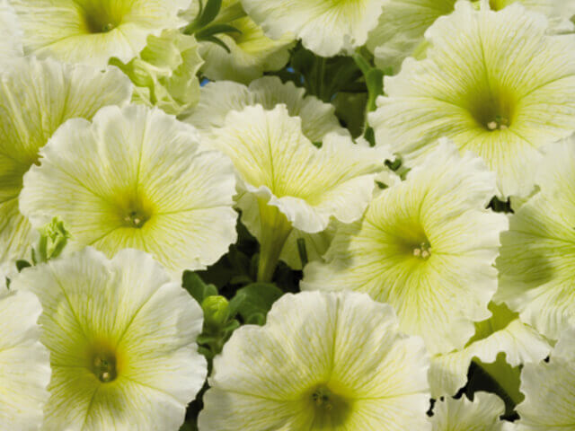 Celebrity Yellow Hybrid Petunia Seeds (Multiflora) 5942 | OSC Seeds