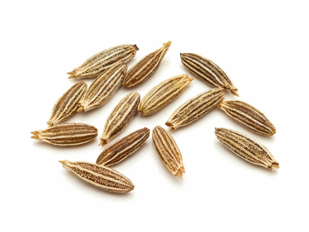 Cumin Seeds 3047 OSC Seeds