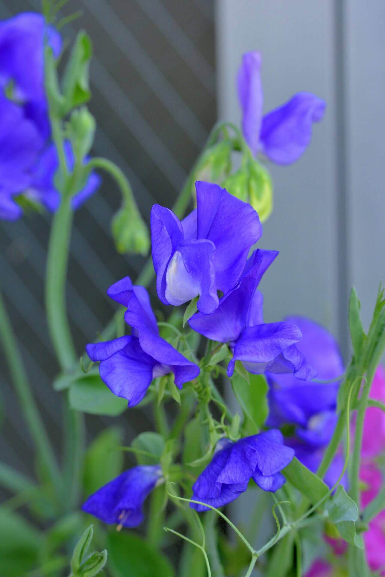 Mid Blue Elegance Sweet Pea Seeds (Climbing Type) 6230