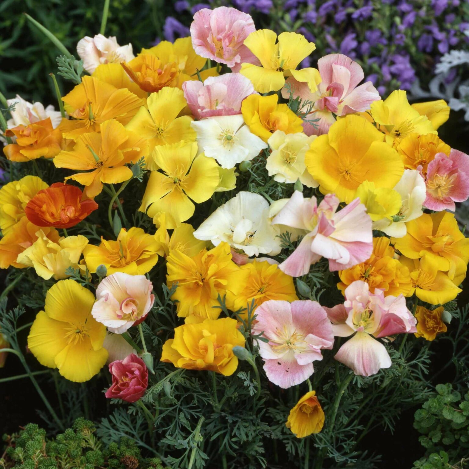 Mission Bells Mixed California Poppy Seeds 5097 OSC Seeds