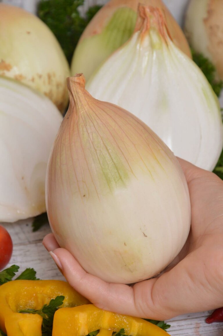 Ailsa Craig Onion Seeds 1840 OSC Seeds