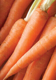 Imperator Carrot Seeds 1370 - packet