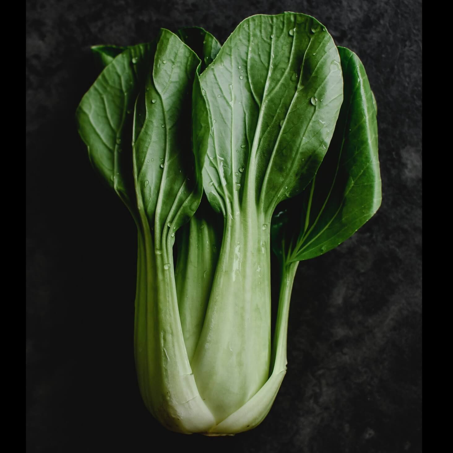 Organic Baby Pak Choi Cabbage Seeds 4027 | OSC Seeds