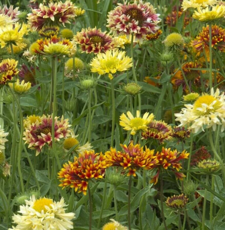 Picta Doubles Mixed Gaillardia Seeds 5245 OSC Seeds