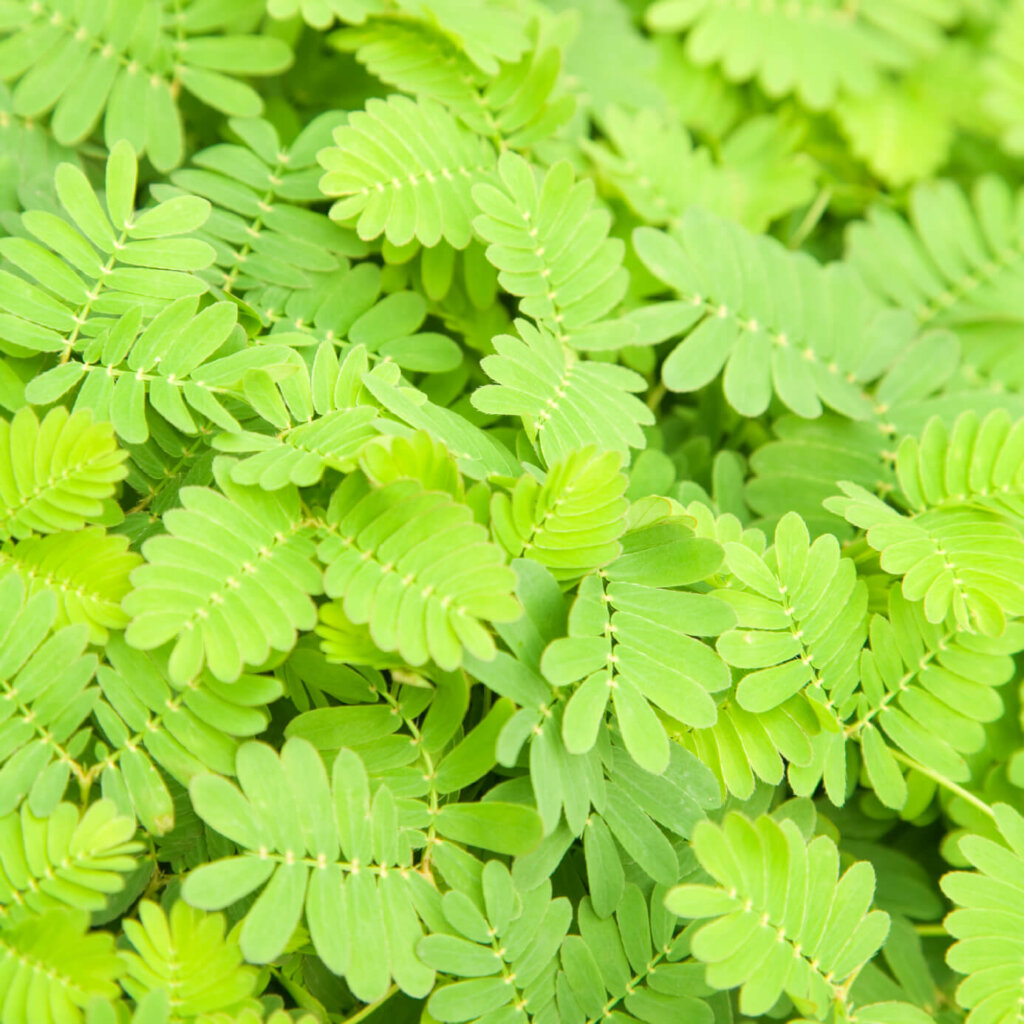Mimosa or Sensitive Plant Seeds 6070 | OSC Seeds