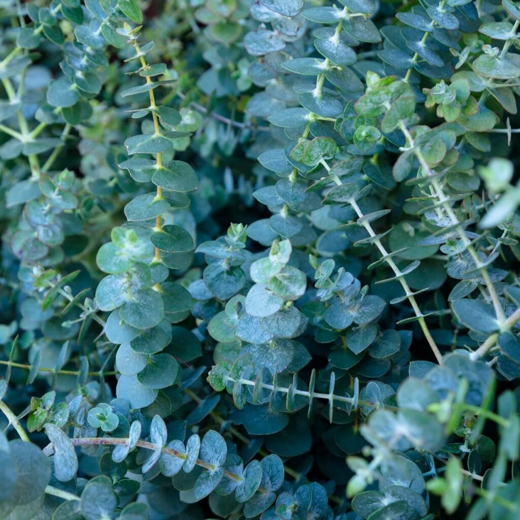 Baby Blue Eucalyptus Seeds 5212 OSC Seeds