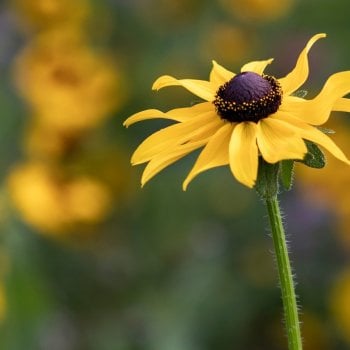 Native Perennial Wildflower Blend 8105