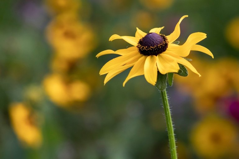 Native Perennial Wildflower Blend 8105 | OSC Seeds