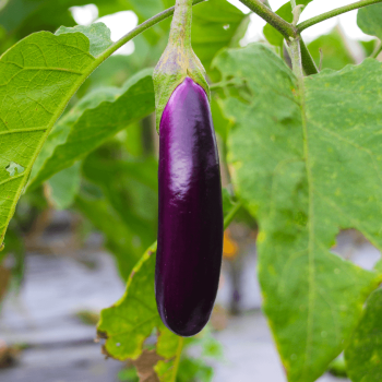 Long Purple Eggplant Seeds 1685