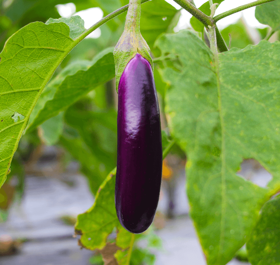 Long Purple Eggplant Seeds 1685