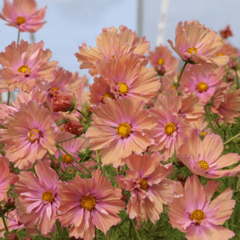 Apricotta Cosmos Seeds 5153