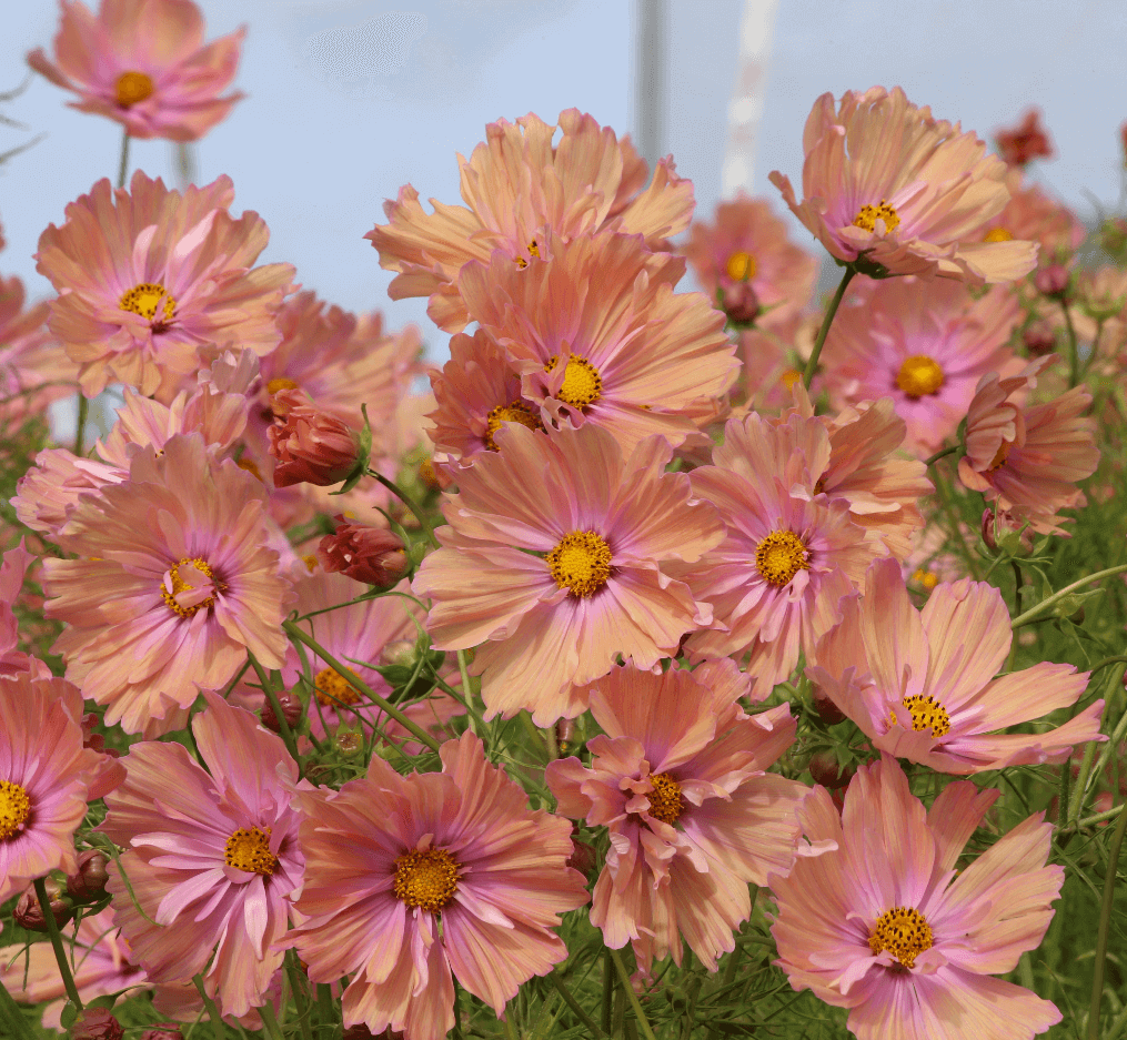 Apricotta Cosmos Seeds 5153