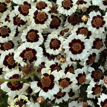 Corusco Cream-Red Coreopsis 6907