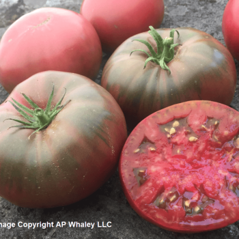 Black Krim Tomato Seeds 2374