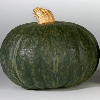 Kurihomare Kabocha Squash (Winter Type) 2294