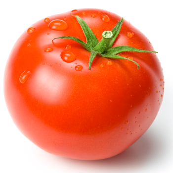 Manitoba Tomato Seeds 2372