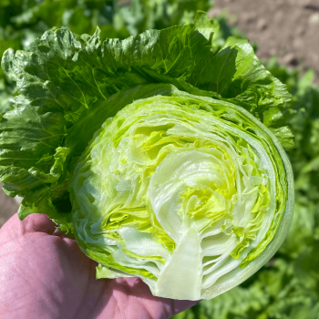 Pint Size Lettuce Seeds (Crisphead Type) 1777