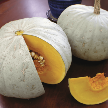 Sweet Meat Squash Seeds (Winter Type) 2251
