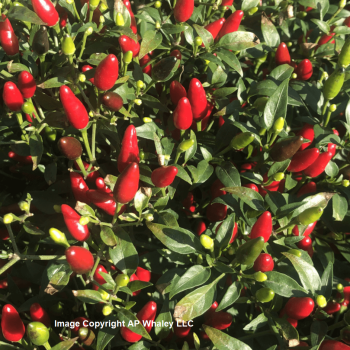 Thai Red Chili Hot Pepper 1918