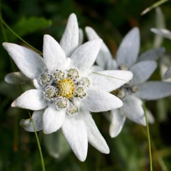 Edelweiss Seeds 6347