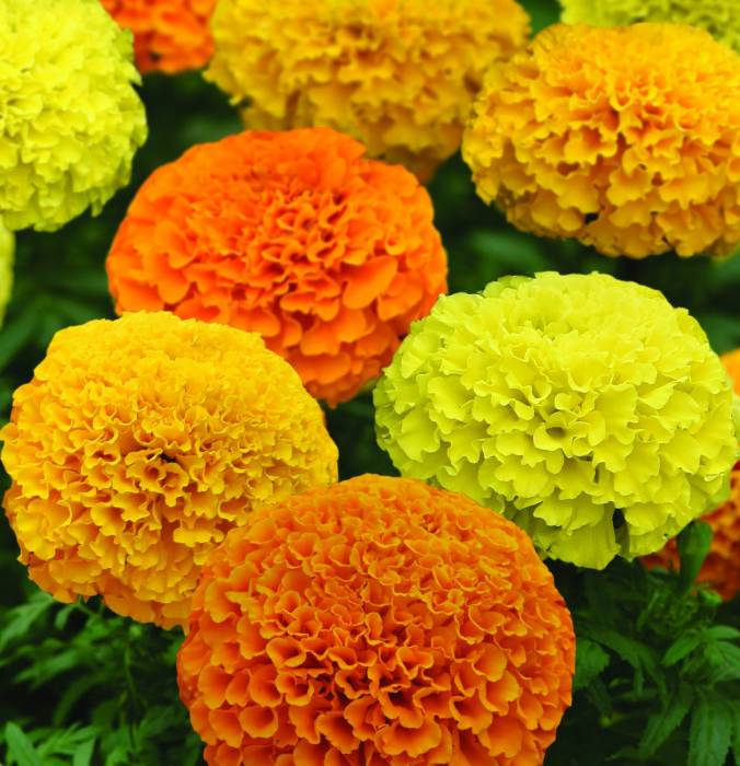 OSC Seeds Ontario Seed Company Ltd. Over 125 Years